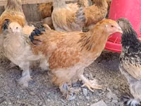 Brahma — photo 1