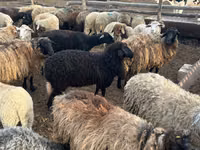 Sheep, Sheep — photo 2