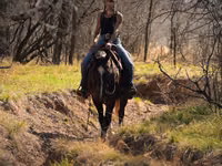 Caballo, Quarter Horse — foto 5