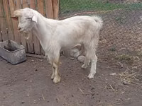 تيس, Saanen goat — الصورة 4