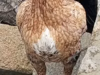 Chickens — Foto 1