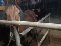 Farasi jike, Budyonny horse — picha 7