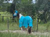 Farasi dume, American paint horse — picha 7