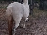 Yegua, Caballos — foto 3