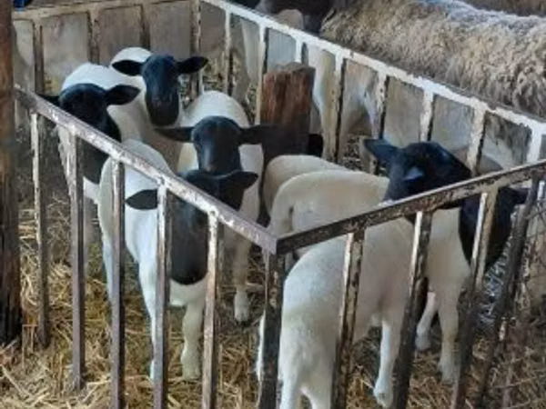 Dume la kondoo, Dorper sheep