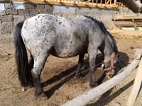Caballo, Appaloosa — foto 1