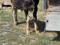 Bull, Cattle — photo 3
