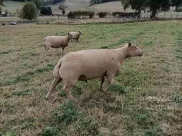 Dume la kondoo, Charollais sheep