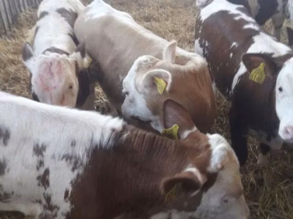 أبقار (دفعة، الجنس غير محدد), Simmental cattle
