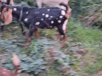 बकरा, Nubian Goat — फ़ोटो 5