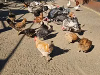 Chickens — photo 6