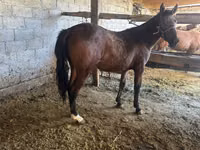 Mare, Horses — photo 2
