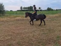Mare, Horses — photo 1