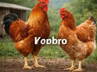 Shamo chickens — photo 1