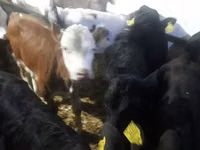 牛只（批次，未指定性别）, Cattle — 照片 8