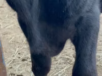 Toro, Aberdeen-Angus — foto 3