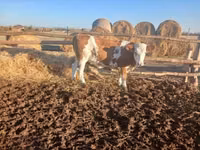 Cow, Hungarian Grey breed — photo 7