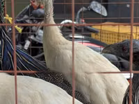 Turkeys — picha 3