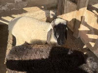 Widder, Blackheaded Persian sheep — Foto 5