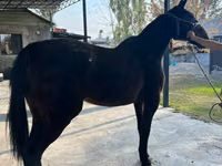 Farasi jike, French Trotter — picha 2