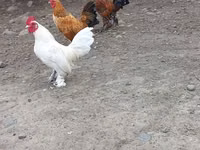 Chickens — Foto 1
