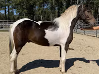 Farasi dume, American paint horse — picha 1