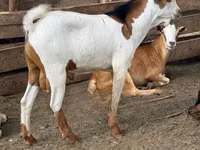 Mbuzi (kikundi, jinsia haijatajwa), Mbuzi — picha 2