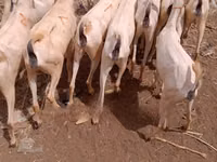 Cabras (lote, sexo no especificado), Somali goats — foto 5
