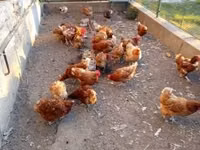 Chickens — Foto 2