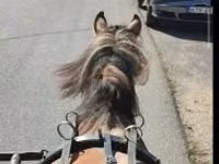 Caballo, Fjогd — foto 2