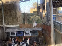 Chickens — फ़ोटो 4