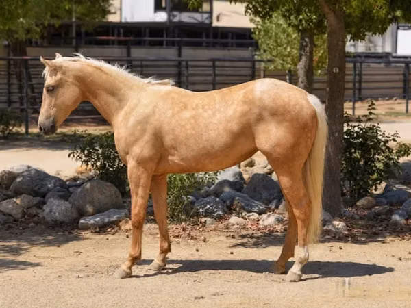 فرس, Quarter Horse