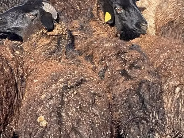 Ovejas (lote, sexo no especificado), Karachay sheep