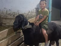 Dume la kondoo, Arashan sheep — picha 2