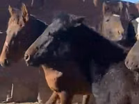 马匹（批次，未指定性别）, Kazakh horse — 照片 1