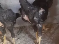 Malay Game — picha 1