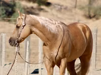 حصان, Quarter Horse — الصورة 7