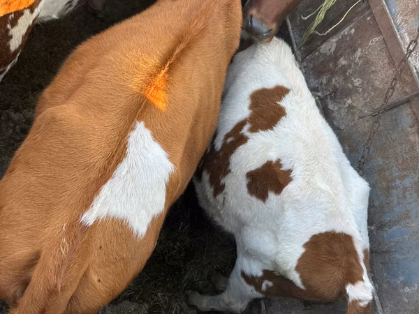 Bull, Cattle