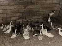 Geese — photo 4