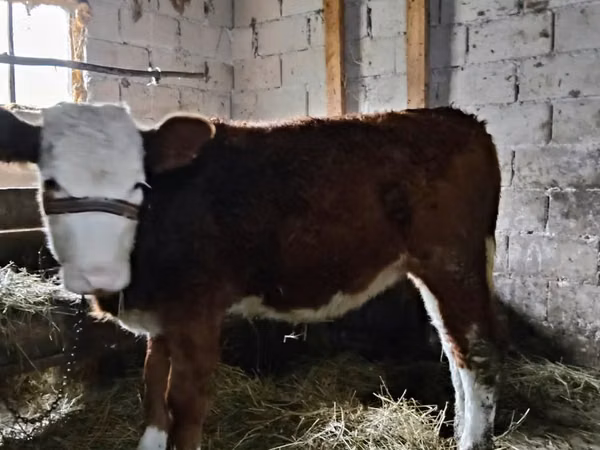 Ng'ombe jike, Swiss cattle