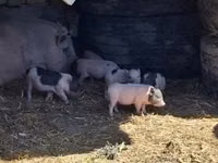 Pigs (batch, sex not specified) — photo 1