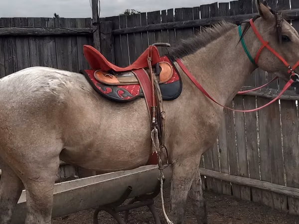 Horse (M), Kazakh horse