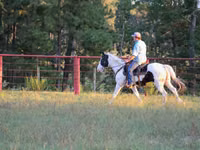 Farasi dume, American paint horse — picha 8