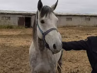 Farasi dume, Friesian sport horse — picha 4