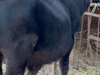 Toro, Aberdeen-Angus — foto 5