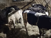 Rinder (Partie, Geschlecht nicht angegeben), Rinder — Foto 4
