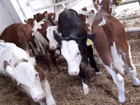 Ng'ombe (kikundi, jinsia haijatajwa), Simmental cattle — picha 2