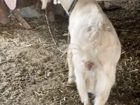Mbuzi jike, Dutch Landrace goats — picha 3