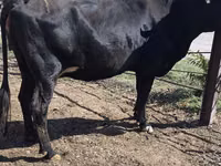 Vaca, Raza Holstein — foto 5