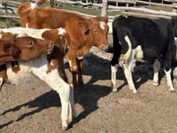 Cow, Cattle — photo 1